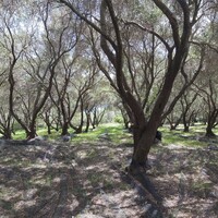 Остров в Греции, Ионические острова, Корфу, 8000 кв.м.
