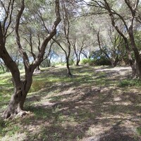 Остров в Греции, Ионические острова, Корфу, 8000 кв.м.