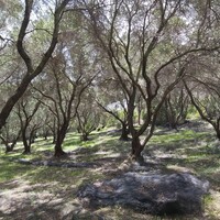 Остров в Греции, Ионические острова, Корфу, 8000 кв.м.