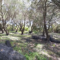 Остров в Греции, Ионические острова, Корфу, 8000 кв.м.