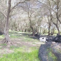 Остров в Греции, Ионические острова, Корфу, 8000 кв.м.