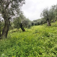 Остров в Греции, Ионические острова, Корфу, 1355 кв.м.
