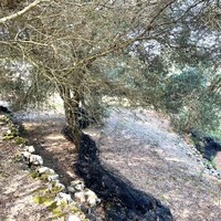 Остров в Греции, Ионические острова, Корфу, 1222 кв.м.