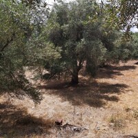 Остров в Греции, Ионические острова, Корфу, 4400 кв.м.