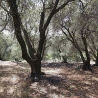 Остров в Греции, Ионические острова, Корфу, 7200 кв.м.