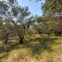 Остров в Греции, Ионические острова, Корфу, 4500 кв.м.