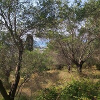 Остров в Греции, Ионические острова, Корфу, 4500 кв.м.