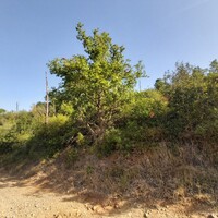Остров в Греции, Ионические острова, Корфу, 4000 кв.м.