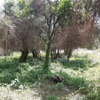 Island in Greece, Ionian Islands, Corfu, 700 sq.m.