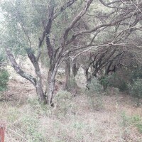 Island in Greece, Ionian Islands, Corfu, 880 sq.m.