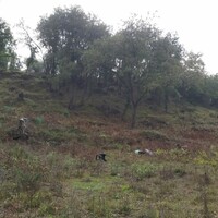 Island in Greece, Ionian Islands, Corfu, 6000 sq.m.