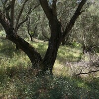 Остров в Греции, Ионические острова, Корфу, 4800 кв.м.