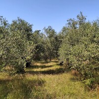 Остров в Греции, Ионические острова, Корфу, 4800 кв.м.