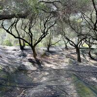 Island in Greece, Ionian Islands, Corfu, 12000 sq.m.