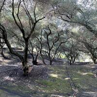 Island in Greece, Ionian Islands, Corfu, 12000 sq.m.