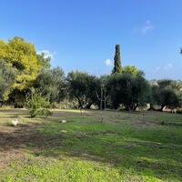 Island in Greece, Ionian Islands, Corfu, 8500 sq.m.