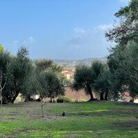 Island in Greece, Ionian Islands, Corfu, 8500 sq.m.