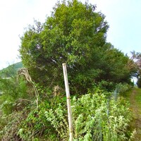 Остров в Греции, Ионические острова, Корфу, 5002 кв.м.