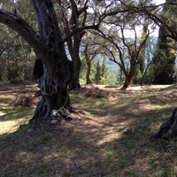 Island in Greece, Ionian Islands, Corfu, 6000 sq.m.