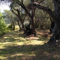 Island in Greece, Ionian Islands, Corfu, 6000 sq.m.