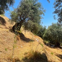 Island in Greece, Ionian Islands, Corfu, 1700 sq.m.