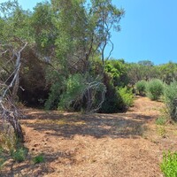 Island in Greece, Ionian Islands, Corfu, 12000 sq.m.