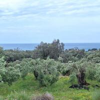 Island in Greece, Ionian Islands, Corfu, 7000 sq.m.