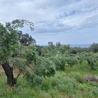Island in Greece, Ionian Islands, Corfu, 7000 sq.m.
