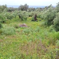 Island in Greece, Ionian Islands, Corfu, 7000 sq.m.