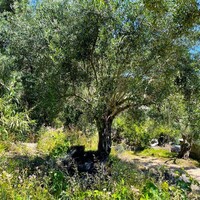 Island in Greece, Ionian Islands, Corfu, 1100 sq.m.