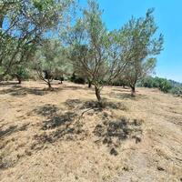 Island in Greece, Ionian Islands, Corfu, 3310 sq.m.