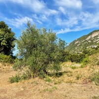 Island in Greece, Ionian Islands, Corfu, 4012 sq.m.