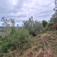 Island in Greece, Ionian Islands, Corfu, 5000 sq.m.