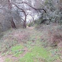 Island in Greece, Ionian Islands, Corfu, 5000 sq.m.