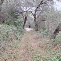 Island in Greece, Ionian Islands, Corfu, 5000 sq.m.