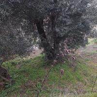 Island in Greece, Ionian Islands, Corfu, 708 sq.m.