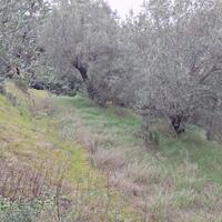 Island in Greece, Ionian Islands, Corfu, 1250 sq.m.