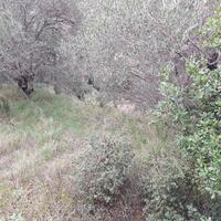 Island in Greece, Ionian Islands, Corfu, 1250 sq.m.