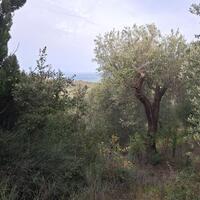 Island in Greece, Ionian Islands, Corfu, 1250 sq.m.