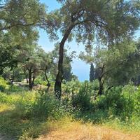 Island in Greece, Ionian Islands, Corfu, 8000 sq.m.