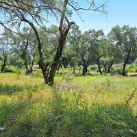 Island in Greece, Ionian Islands, Corfu, 8000 sq.m.