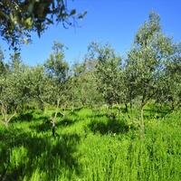Other in Greece, Ionian Islands, Corfu, 150 sq.m.