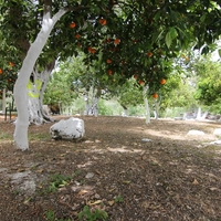 Other in Greece, Ionian Islands, Corfu, 200 sq.m.