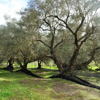 Другое в Греции, Ионические острова, Корфу, 240 кв.м.