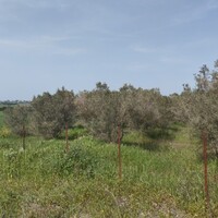 Island in Greece, Thessaloniki, 5881 sq.m.