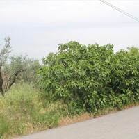 Island in Greece, Thessaloniki, 4200 sq.m.