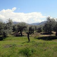 Island in Greece, Thasos, 2995 sq.m.