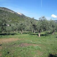 Island in Greece, Thasos, 3150 sq.m.