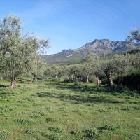 Island in Greece, Thasos, 3150 sq.m.