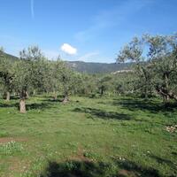 Island in Greece, Thasos, 3150 sq.m.